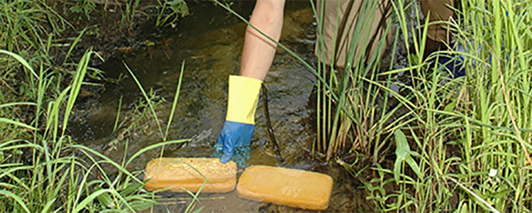 Sea Lamprey